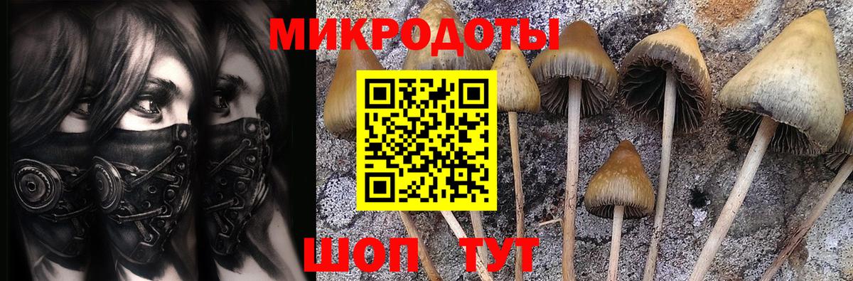 Псилоцибиновые грибы Psilocybe Карпинск